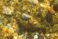 Sea Snails - Eastern White Slippersnail - Crepidula plana