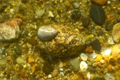 Sea Snails - Eastern White Slippersnail - Crepidula plana