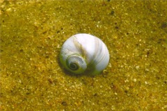 Sea Snails - Southern Shark's Eye - Neverita duplicatus