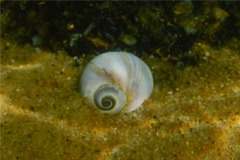 Sea Snails - Southern Shark's Eye - Neverita duplicatus