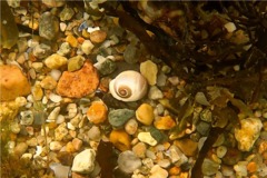 Sea Snails - Southern Shark's Eye - Neverita duplicatus