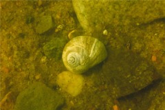 Sea Snails - Northern Moon Snail - Euspira heros