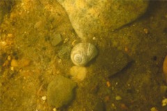 Sea Snails - Northern Moon Snail - Euspira heros