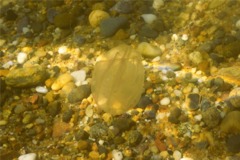 Jellyfish - Northern Comb Jellyfish - Mnemiopsis leidyii