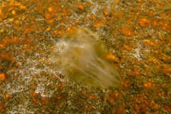 Jellyfish - Northern Comb Jellyfish - Mnemiopsis leidyii