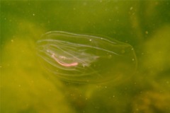 Jellyfish - Northern Comb Jellyfish - Mnemiopsis leidyii