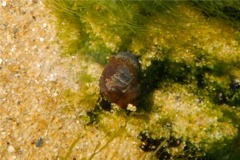 Sea Snails - Common Periwinkle - Littorina littorea