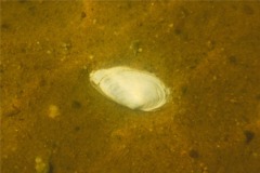 Clams - Softshell Clam - Mya arenaria