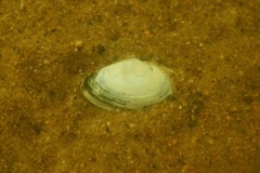 Clams - Softshell Clam - Mya arenaria