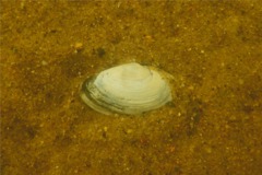 Clams - Softshell Clam - Mya arenaria