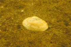 Clams - Softshell Clam - Mya arenaria