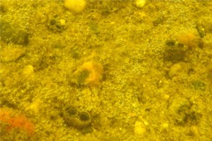 Clams - Softshell Clam - Mya arenaria