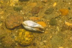 Clams - Softshell Clam - Mya arenaria