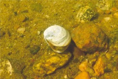 Clams - Softshell Clam - Mya arenaria