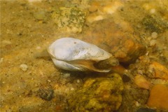 Clams - Softshell Clam - Mya arenaria