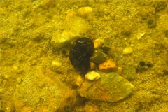 Bivalve Mollusc - Northern Horse Mussel - Modiolus modiolus