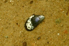 Bivalve Mollusc - Northern Horse Mussel - Modiolus modiolus