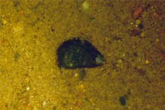 Bivalve Mollusc - Blue Mussel - Mytilis edulis