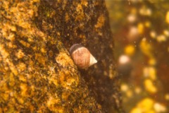 Sea Snails - Rough Periwinkle - Littorina saxatilis