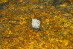 Sea Snails - Rough Periwinkle - Littorina saxatilis