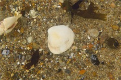 Clams - Queen Quahog - Arctica islandica