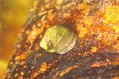 Sea Snails - Smooth Periwinkle - Littorina obtusata