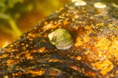 Sea Snails - Smooth Periwinkle - Littorina obtusata