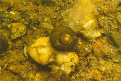 Sea Snails - Spiral Margarite - Margarites helicinus