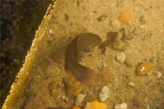 Wrasse - Cunner - Tautogolabrus adspersus