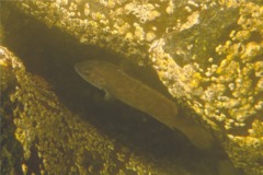 Wrasse - Cunner - Tautogolabrus adspersus