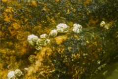 Barnacles - Northern Rock Barnacle - Balanus balanoides