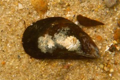 Barnacles - Northern Rock Barnacle - Balanus balanoides