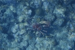 Spider Crabs - Channel Clinging Crab - Mithrax spinosissimus