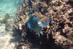 Parrotfish - Queen Parrotfish - Scarus vetula