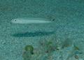 Tilefish - Sand Tilefish - Malacanthus plumieri