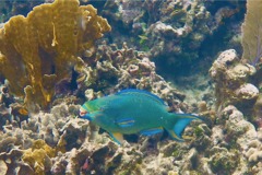 Parrotfish - Queen Parrotfish - Scarus vetula