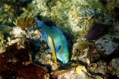 Parrotfish - Queen Parrotfish - Scarus vetula