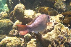 Parrotfish - Queen Parrotfish - Scarus vetula