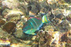 Parrotfish - Stoplight Parrotfish - Sparisoma viride