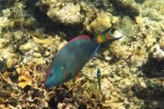 Parrotfish - Stoplight Parrotfish - Sparisoma viride