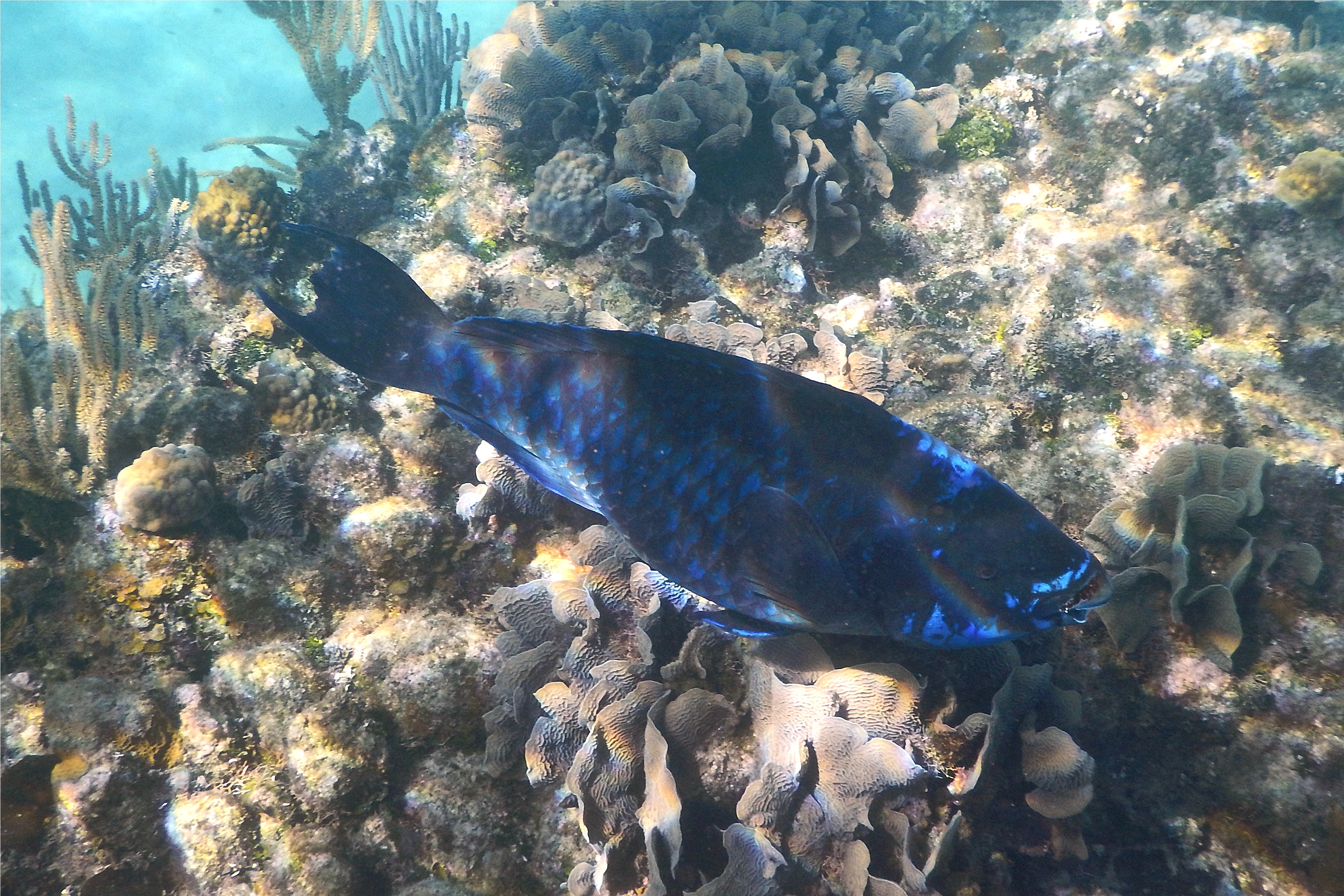 Parrotfish - Midnight parrotfish - scarus coelestinus