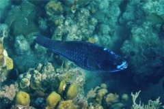 Parrotfish - Midnight parrotfish - scarus coelestinus