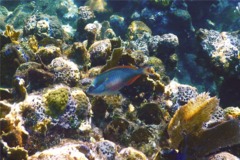 Parrotfish - Redband Parrotfish - Sparisoma aurofrenatum