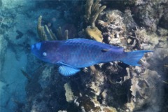 Parrotfish - Blue Parrotfish - Scarus coeruleus