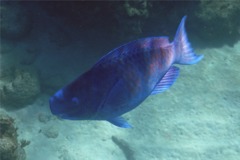 Parrotfish - Blue Parrotfish - Scarus coeruleus