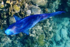 Parrotfish - Blue Parrotfish - Scarus coeruleus