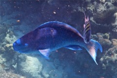 Parrotfish - Blue Parrotfish - Scarus coeruleus