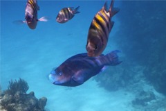 Parrotfish - Blue Parrotfish - Scarus coeruleus