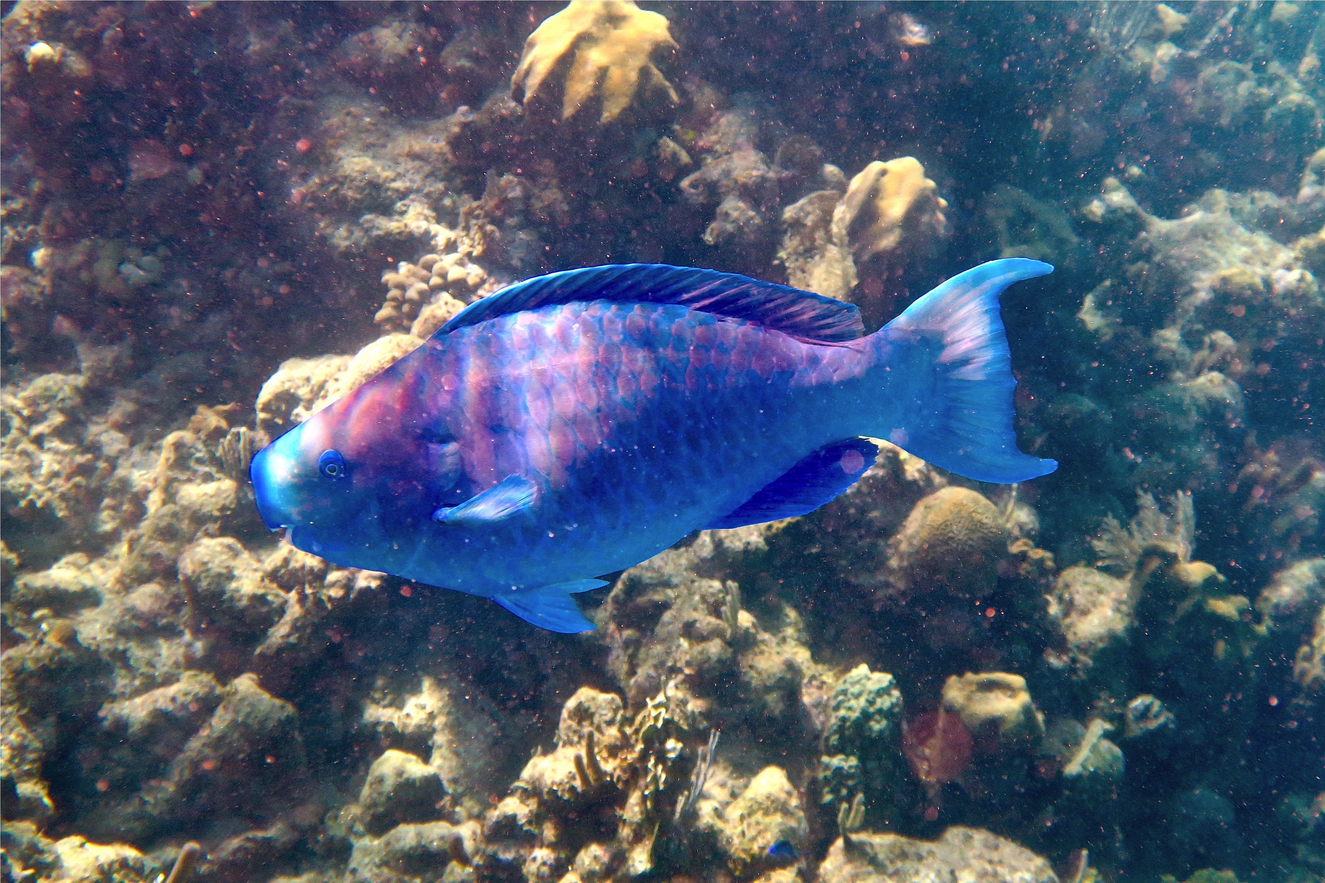 Parrotfish - Blue Parrotfish - Scarus coeruleus