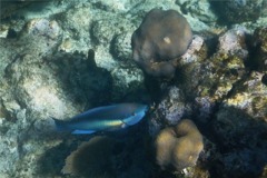 Parrotfish - Princess Parrotfish - Scarus taeniopterus